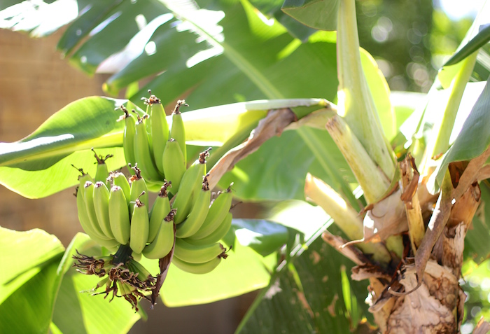 hawaii-banana-tree