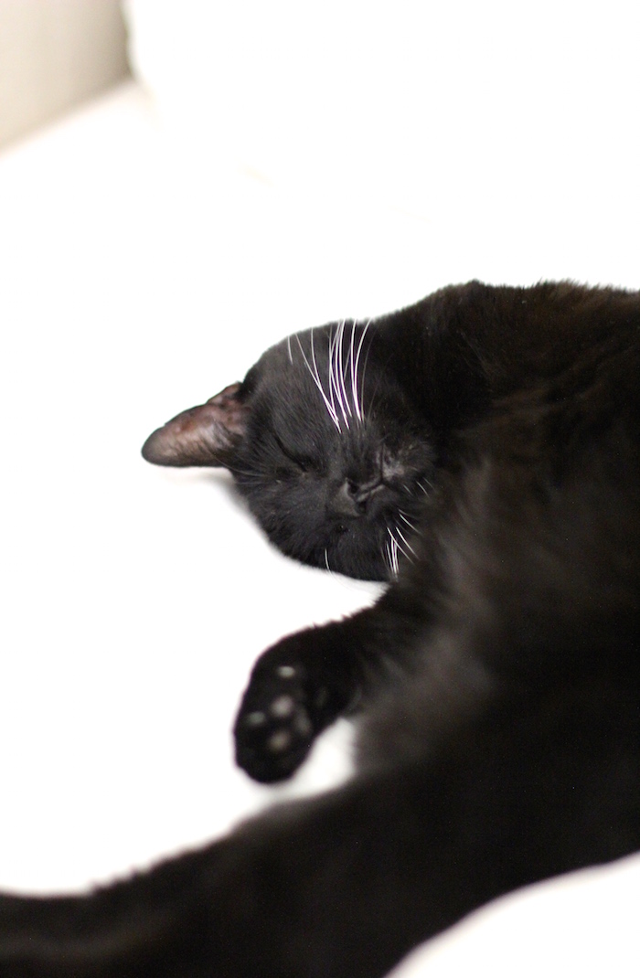 black cat white whiskers