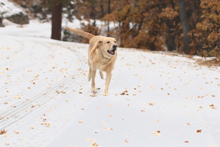 yellow lab in snow