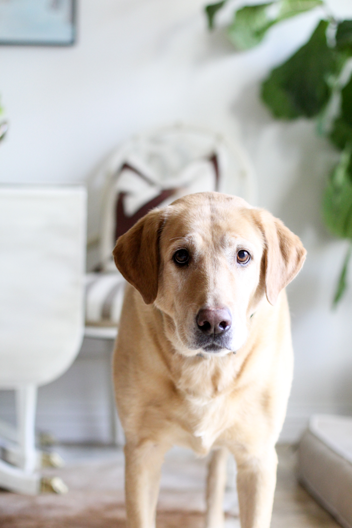 nine year old yellow lab