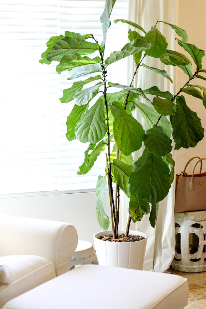 fig leaf tree