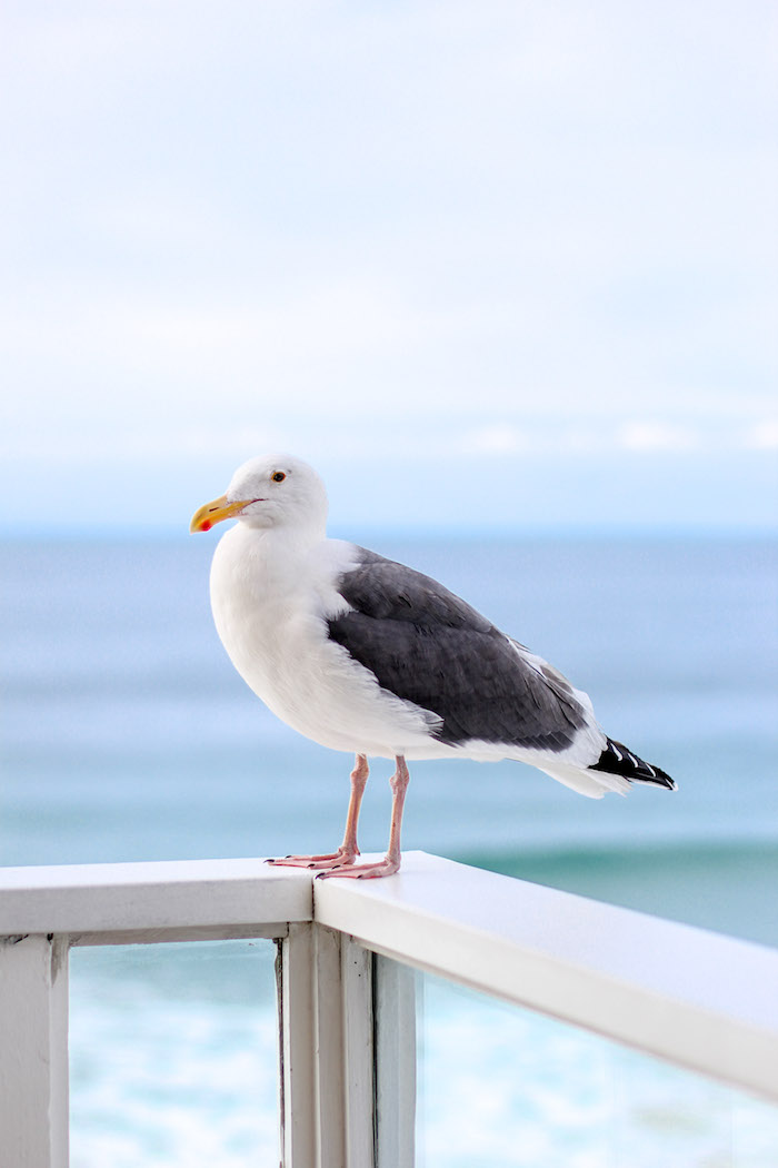 beautiful seagull