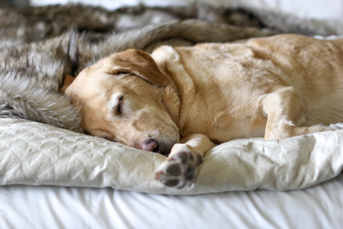 adult yellow lab female