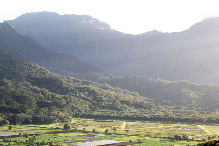 farming in hawaii