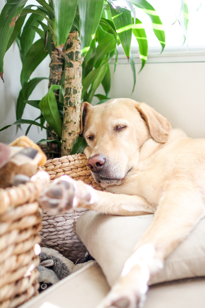 yellow lab