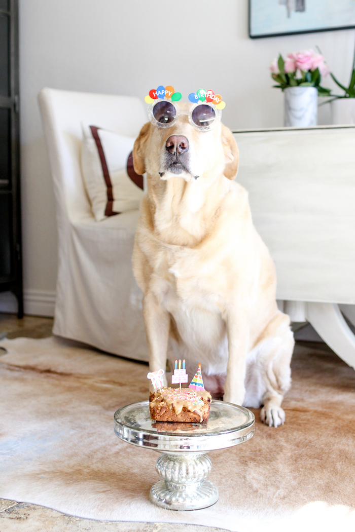 birthday cake for a dog