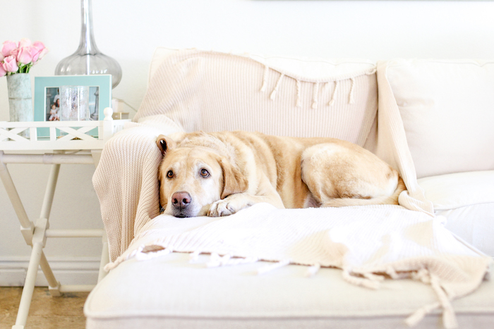 beige slipcovered sofa