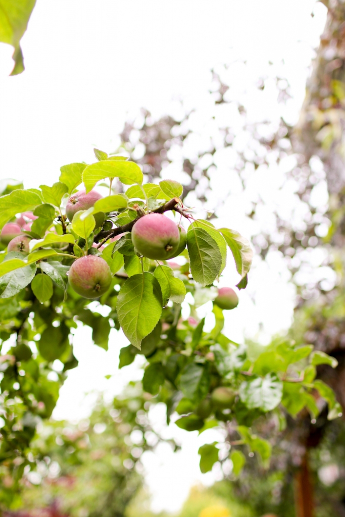 washington apple tree