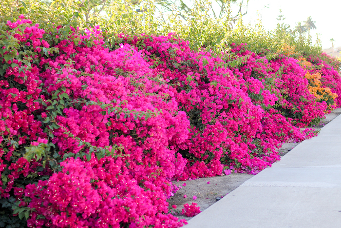 pink bougainvillea