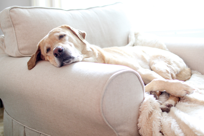 yellow lab