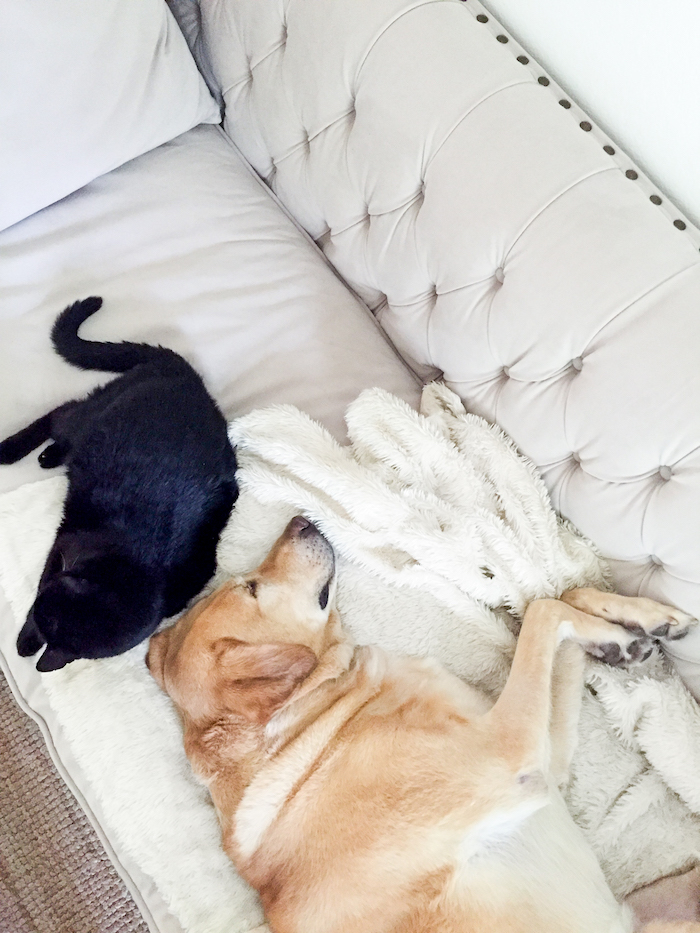 black cat and yellow lab