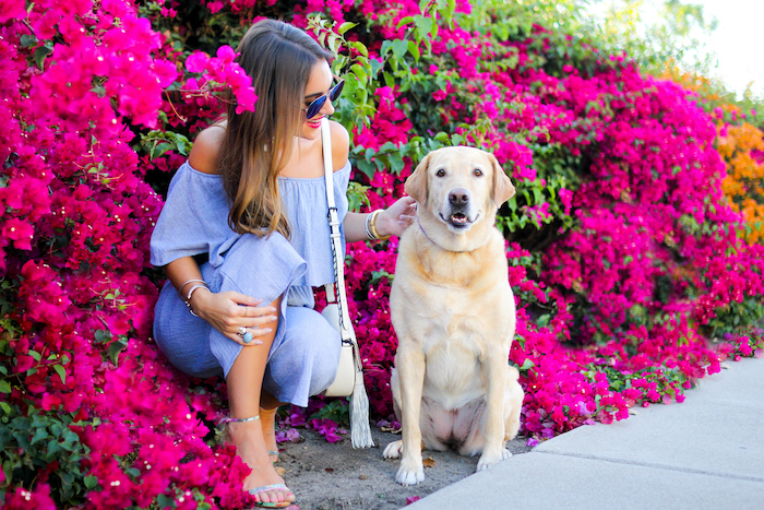 yellow labrador