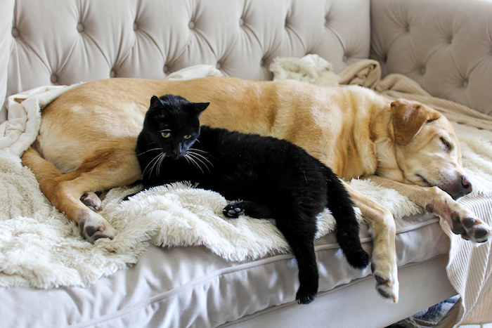 black cat and yellow lab snuggling