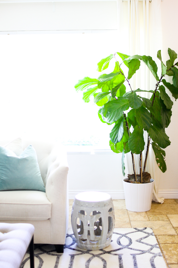 fiddle-leaf-fig-tree