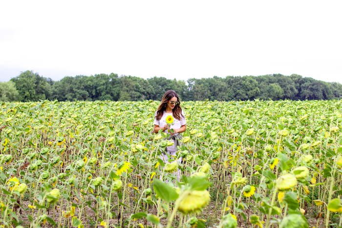 sunflower field