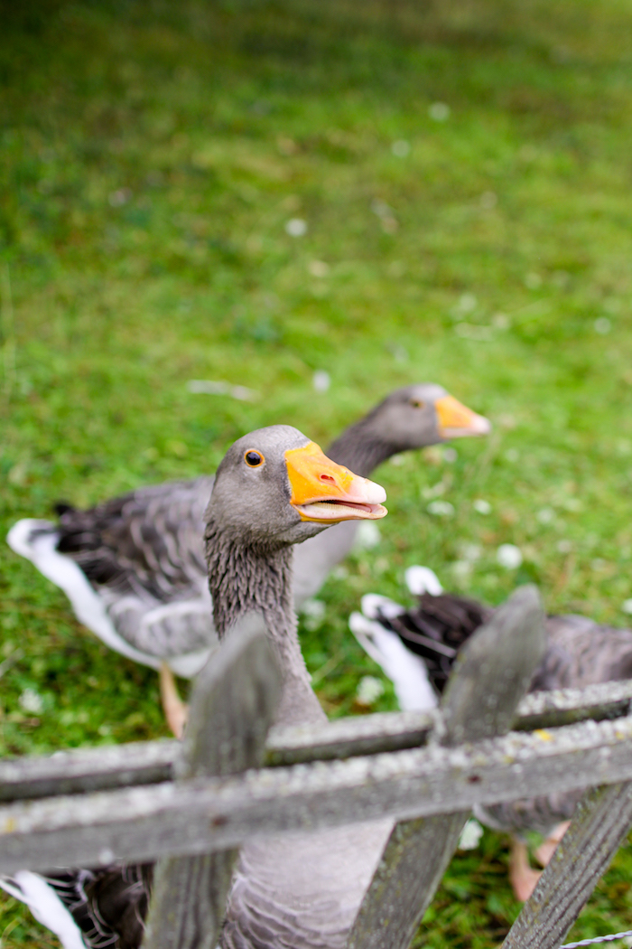 switzerland geese