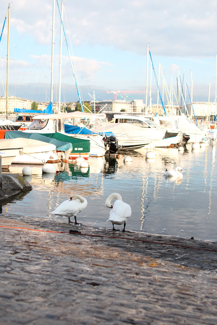 swans of switzerland