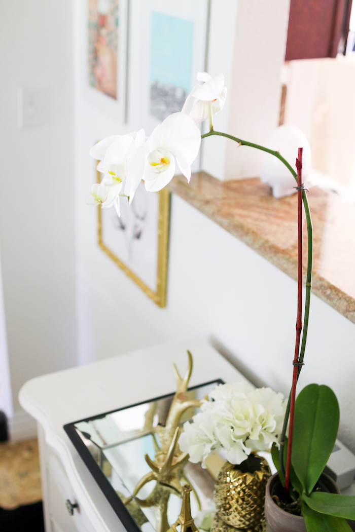 indoor orchid