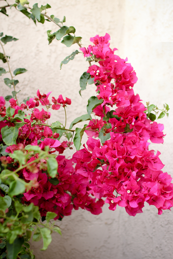 patio bougainvillea