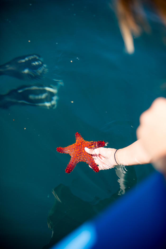 starfish in the sea