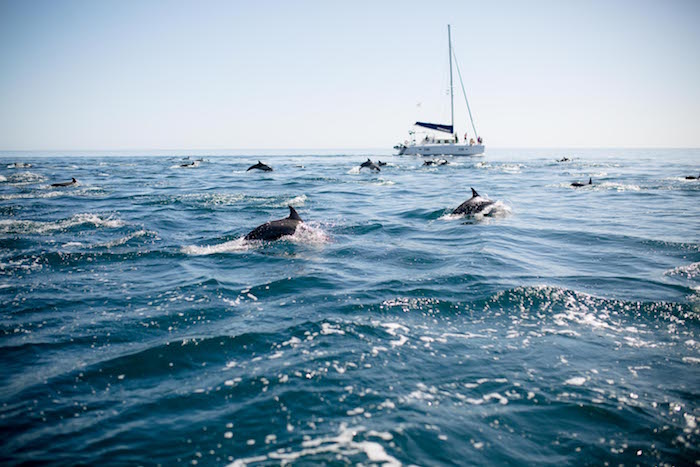 dolphins in mexico