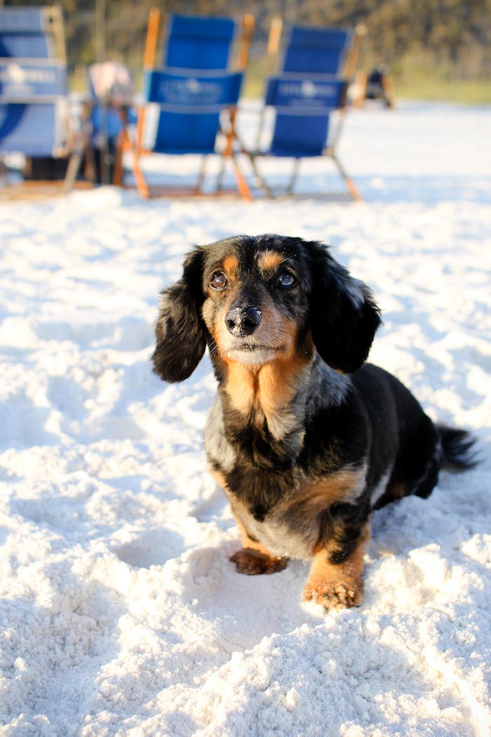 dappled dachschund