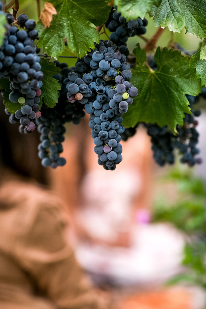 red grapes on the vine