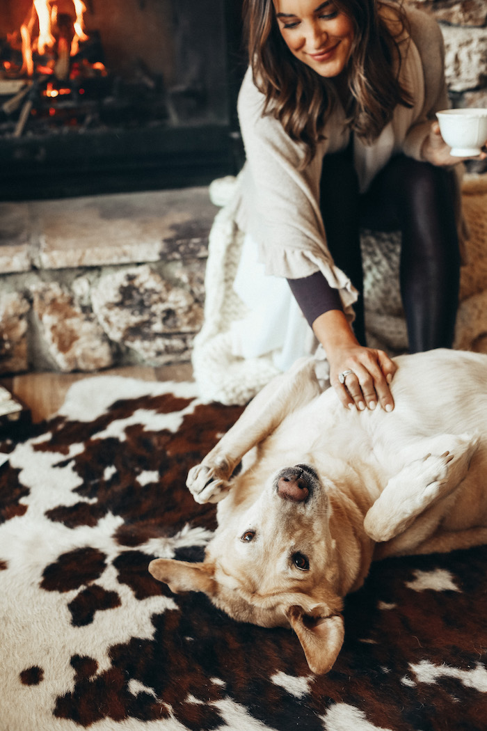 yellow labrador retriever