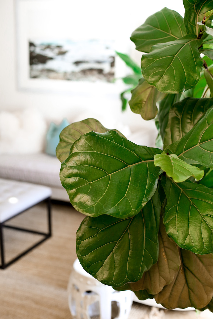 how to keep your indoor plants alive