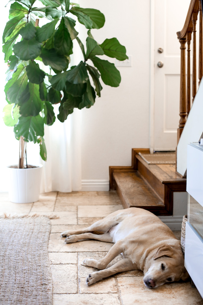 sleeping yellow lab