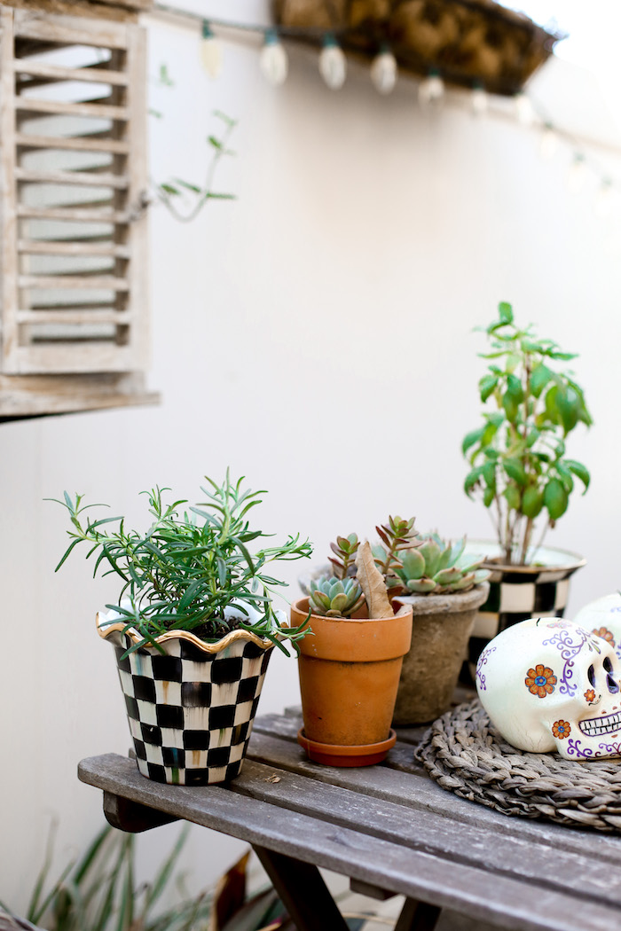 potted rosemary