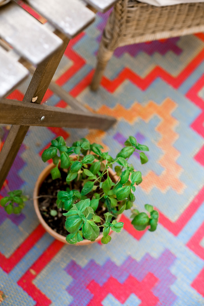 potted basil