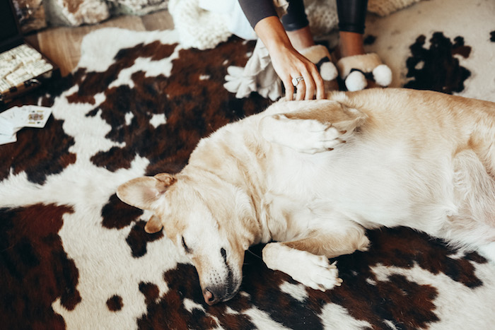 yellow lab belly rub