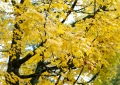 yellow fall leaves