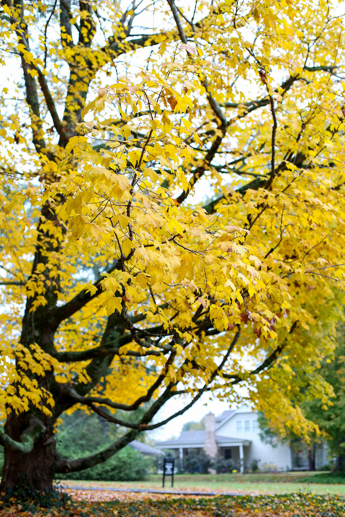 yellow fall leaves