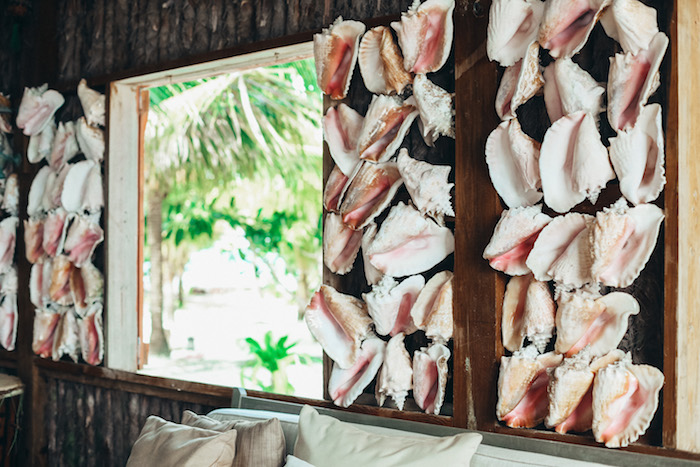 decorating with sea shells