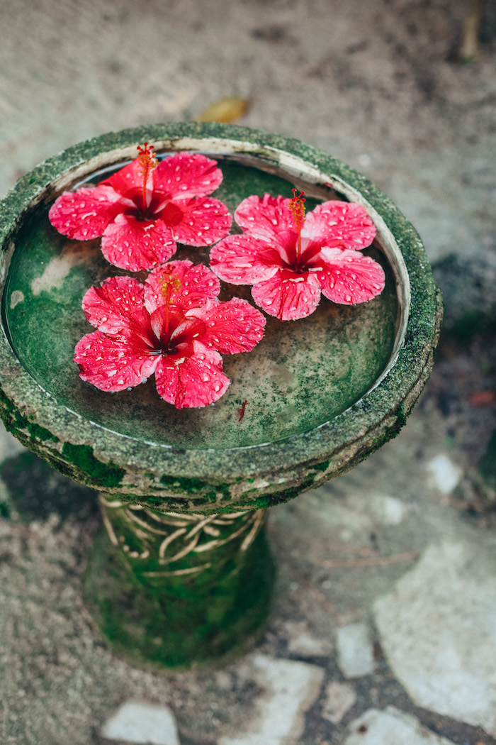 pink hibiscus flowers