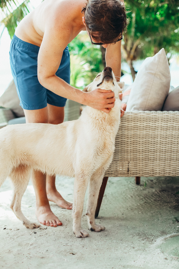 white shepherd