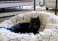 black tripawd cat