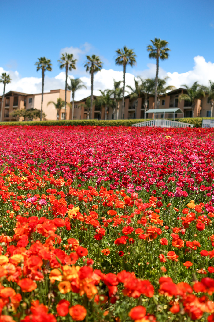 flower fields