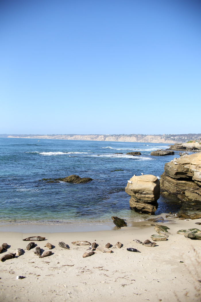 la jolla sea lions