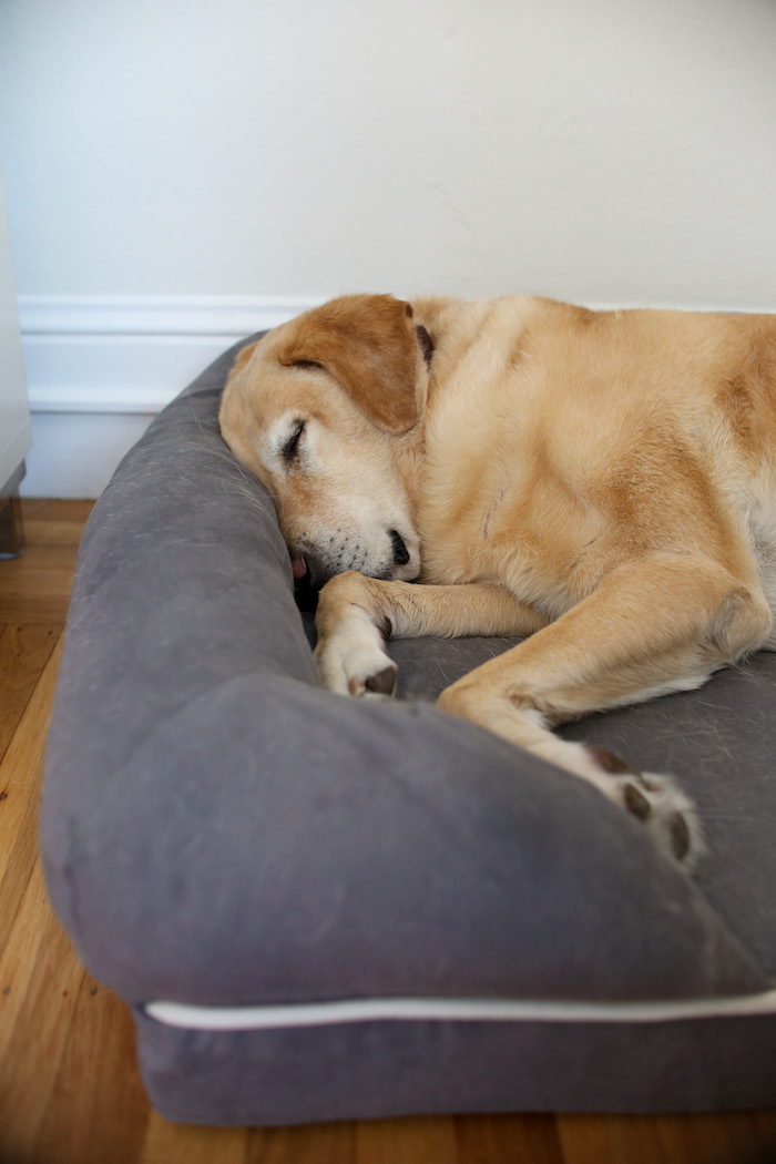 big dog bed