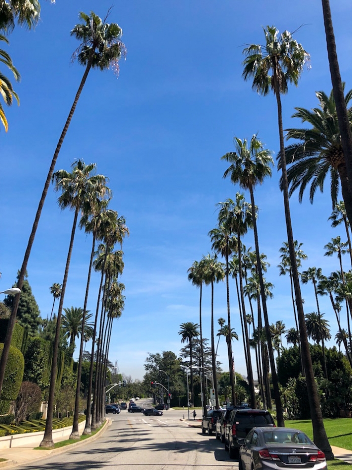 palm tree lined street