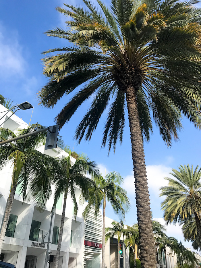 rodeo drive palm trees