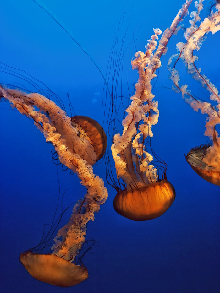 jellyfish aquarium