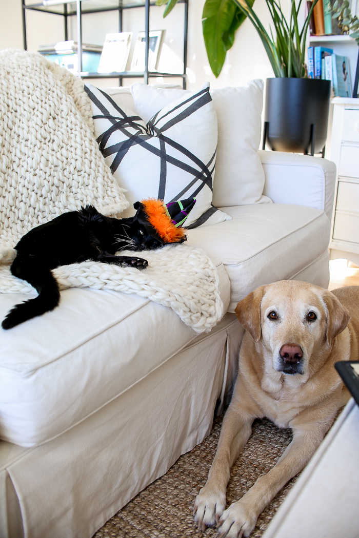 yellow lab and black cat