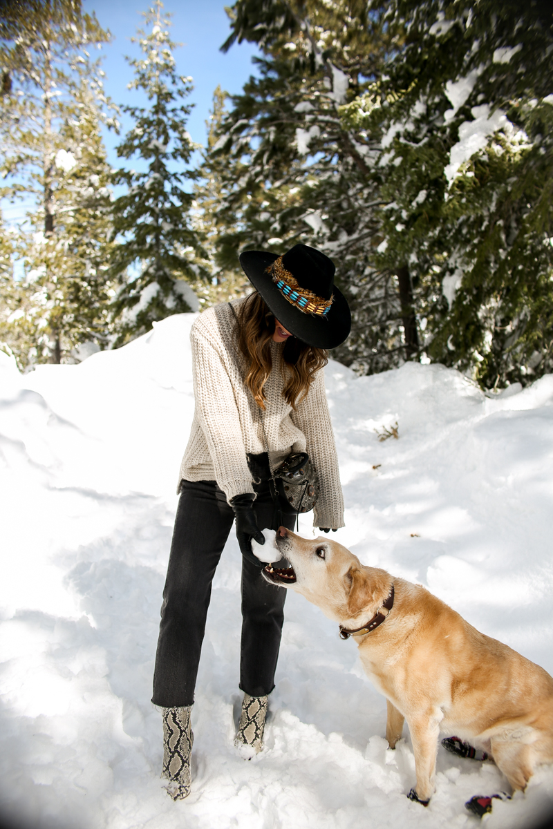 dog eating snow