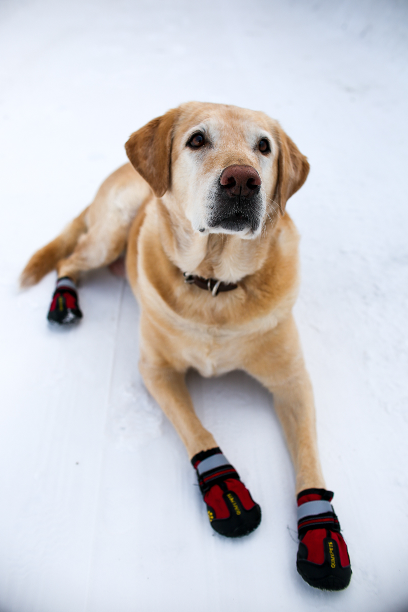 yellow lab in the snow