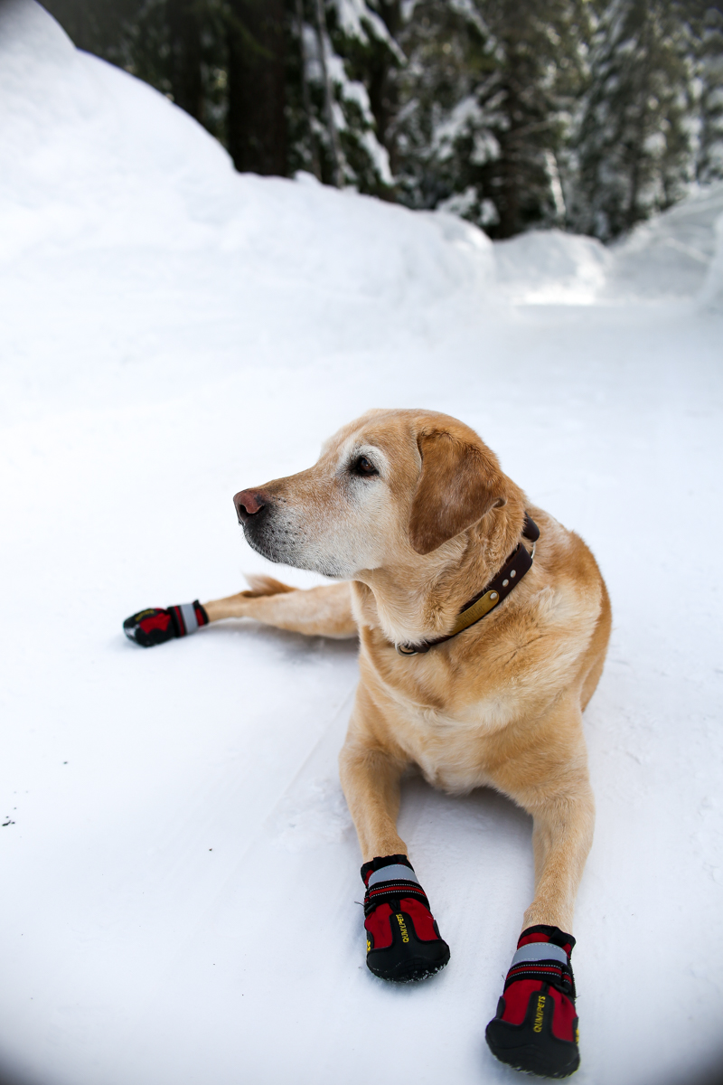 yellow lab