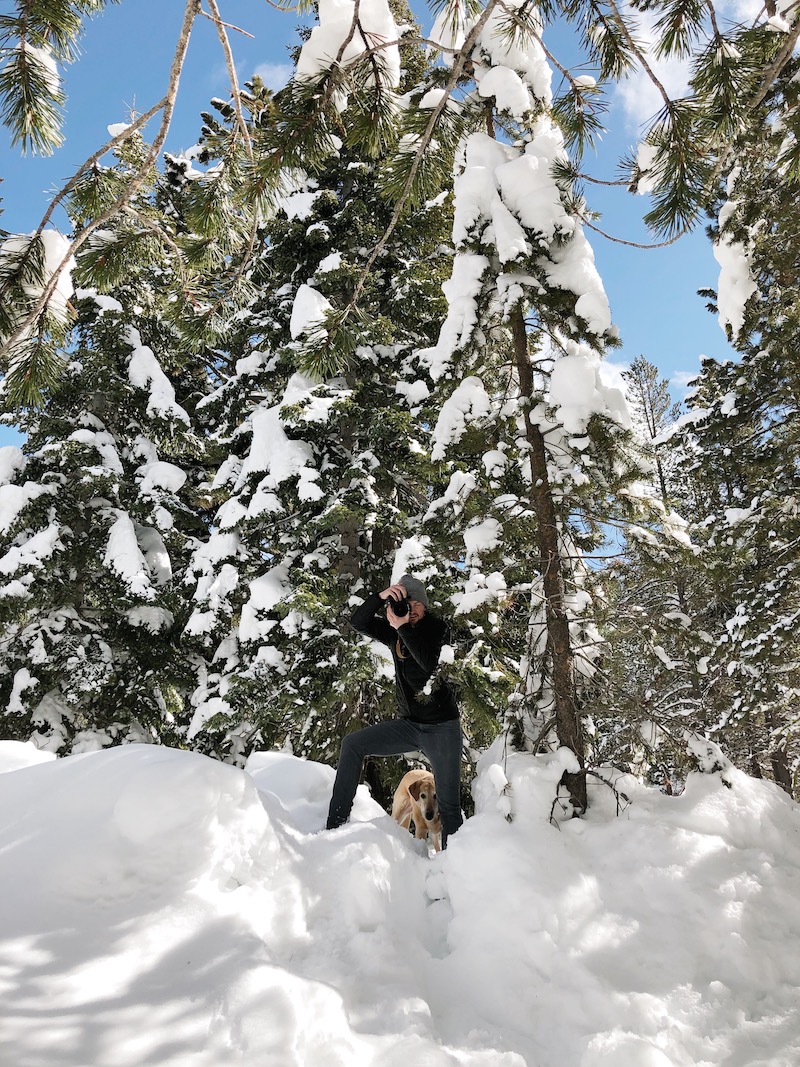 snowy trees